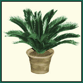 Sago palm in 12 inch clay pot (over-sized 10 inch plastic pot specimen)